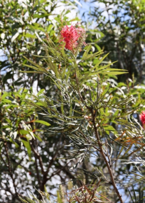 Queensland Plants Proteaceae